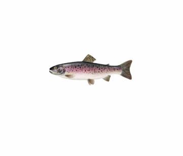 Regnbåge_mer vitt En regnbågslax med silvergrå kropp, rosa längs sidorna och svarta prickar på överkroppen och fenor.