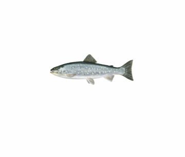 Röding_mer vitt En röding med silvergrå kropp och ljusa prickar, med fenor och svans i mörkare grå nyans.