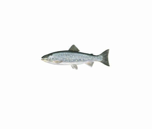 Röding_mer vitt