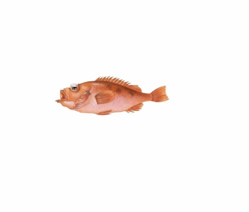 En orangefärgad kungsfisk med taggiga fenor och stora ögon, sedd i profil mot vit bakgrund.