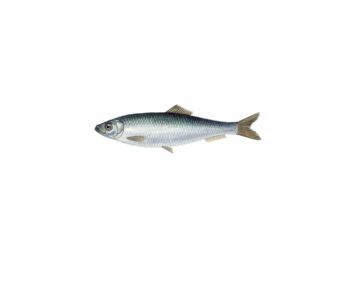 Liten, silverfärgad skarpsill med blågrön ton på ryggen, tydliga fenor och strömlinjeformad kropp.