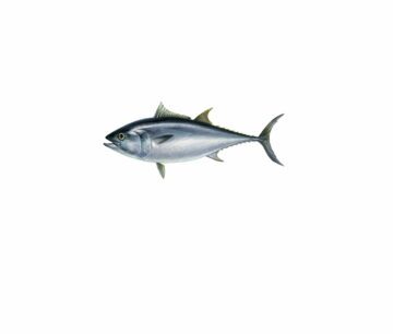 Illustration av en blåfärgad tonfisk med strömlinjeformad kropp, framträdande öga och åtskilliga fenor, inklusive gälfenor och stjärtfenor.