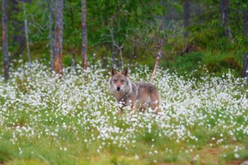 Varg i tuvull