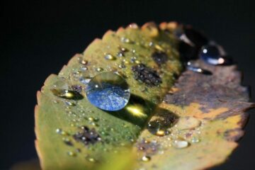 Water drops on leaf
