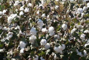 Cotton.