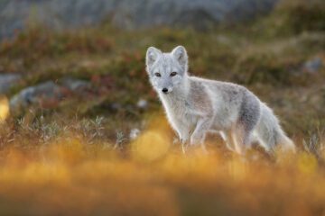 Fjällräv Fjällräv