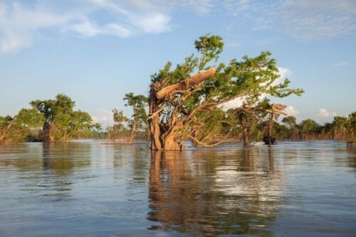 Preah Rumkel, Stung Treng (Cambodia). Trees e