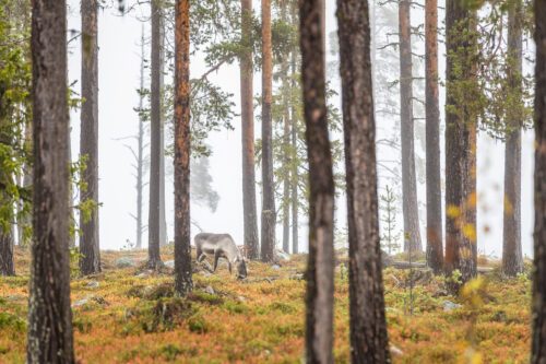 Ren som betar i svensk skog
