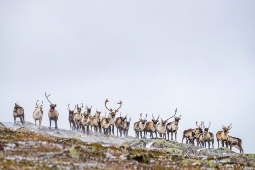 Renar, Sverige