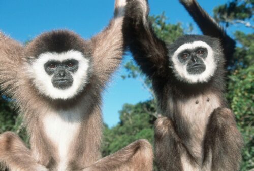 VIthandade gibbonapor (Hylobates lar)