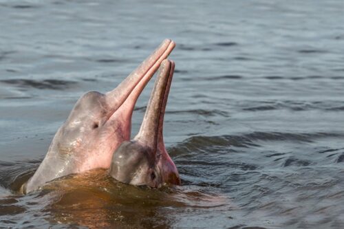Boto, Amazon River Dolphin (Inia geoffrensis)., © © Shutterstock / COULANGES / WWF-Sweden Amazonasdelfin
