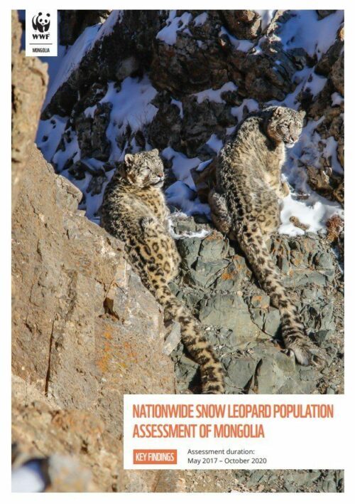 Nationwide Snow Leopard Population Assessment of Mongolia Två snöleoparder vilar på bergsbrant med snöfläckar, deras päls är tät och roströd med svarta fläckar. Text: "Nationwide Snow Leopard Population Assessment of Mongolia."