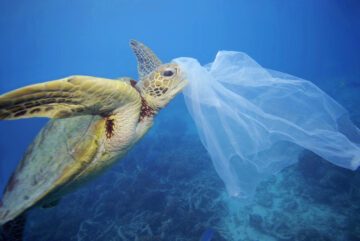 Havssköldpadda under vatten som fastnat med nosen i en genomskinlig plastpåse, med korallrev i bakgrunden