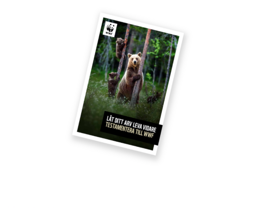En björn som håller i ett träd med skog i bakgrunden. Text: "Låt ditt arv leva vidare. Testamentera till WWF."