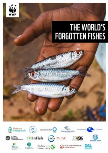 Tre små fiskar med silverglänsande fjäll hålls i en hand. Text: "THE WORLD'S FORGOTTEN FISHES".