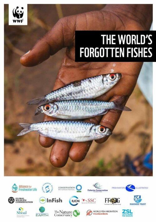 Tre små fiskar med silverglänsande fjäll hålls i en hand. Text: "THE WORLD'S FORGOTTEN FISHES".