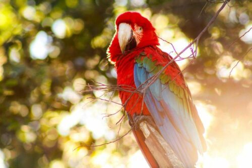 Red-and-green macaw (Ara chloropterus).