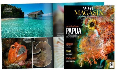 WWF Magasin, Papua – Naturparadis som väcker hopp. Mörkret: rädsla mot framtidshopp. Örnar med vildsamt liv. WWF-Galan: över 10 000 nya skyddade hektar. Bilder i magasinets uppslag: klart vatten, undervattensliv med koraller. Magasinets omslag är av en bläckfisk.