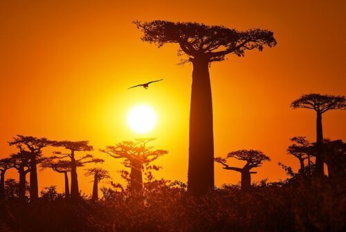 baobab-Justin-Jin-WWF-France