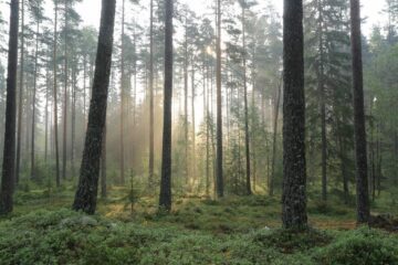 Dimmig svensk skog