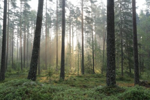 Dimmig svensk skog Dimmig svensk skog
