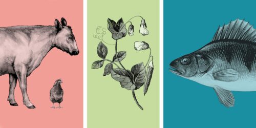 Grafisk illustration WWFs matguider med en ko, en kyckling, en ärtväxt och en fisk med olikfärgade bakgrunder.