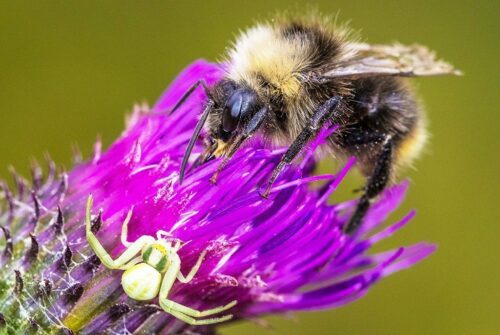 pollinerare-Marcus-Westberg-WWF