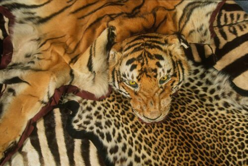 Confiscated Tiger Skin, Heathrow Airport, England, United Kingdo