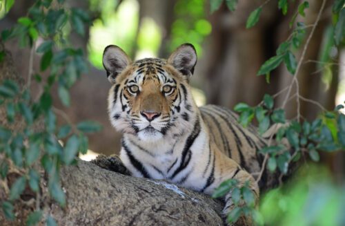 Tiger (Panthera tigris tigris) at Pench Tiger Reserve, Madhya Pradesh, India.