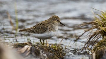 Mosnäppa (Calidris temminckii).