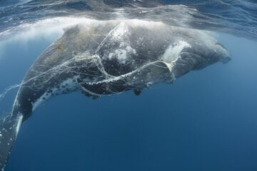 En knölval som trasslat in sig i fiskeredskap. Varje år dör över 300 000 valar till följd av detta.