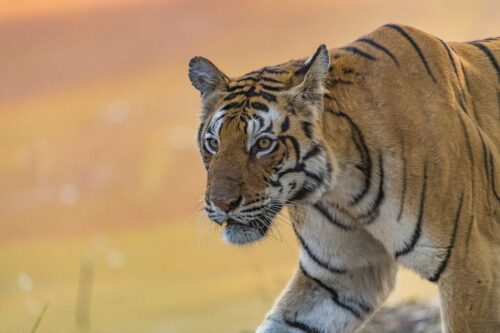 Tiger (Panthera tigris).
