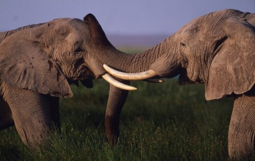 © Martin Harvey / WWF © Martin Harvey / WWF