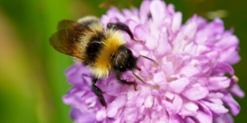 Pollineringen är viktig för att säkra mattillgången. Småbiotoper kan få stor betydelse för artrikedomen.