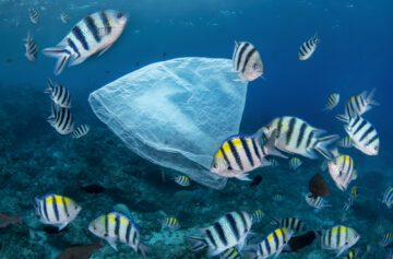 En plastpåse flyter i havet bland flera fiskar av olika arter under vattnet.