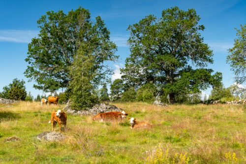 Natural grazing grounds with grazing cows (Bos taurus). Natural grazing grounds with grazing cows (Bos taurus).