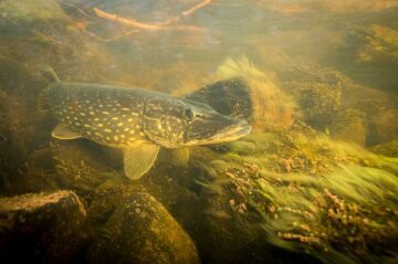 WWF ber allmänheten rapportera vilka fiskar de ser under livesändningen i Bottenhavet. Den pågår fram till och med 27 maj. Foto: Johan Hammar