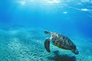 Green turtle, Red Sea, Egypt