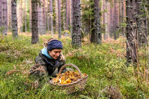 Person som sitter i blåbärsris och plockar med en stör flätad korg fylld med kantareller.