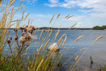 Beautiful,Landscape.,Stockholm,Archipelago.,Sweden.,Scandinavian,Nature