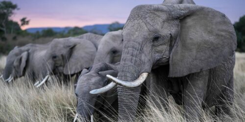 hero-elefant-poll-ads