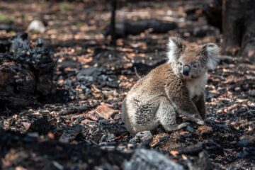 Koala precis nedkommen från träd i samband med skogsbrand i Victoria, Australien 2020