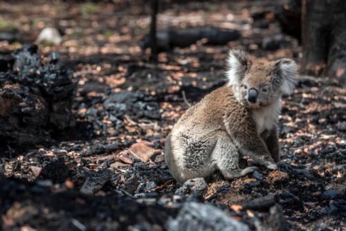 Koala precis nedkommen från träd i samband med skogsbrand i Victoria, Australien 2020