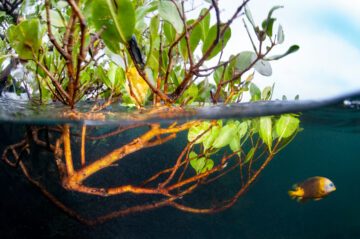 Mangrove på Galapagosöarna. Foto:  Antonio Busiello / WWF-USA