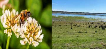 Två bilder: Till vänster syns en närbild på en vit blomma med gula ståndare och en svart och gul insekt. Till höger syns ett landskap med grön äng och vatten i bakgrunden.