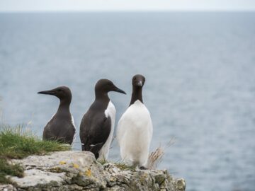 Tre sillgrisslor står på en klippa vid havet, två är vända från kameran, medan den tredje tittar rakt mot kameran.