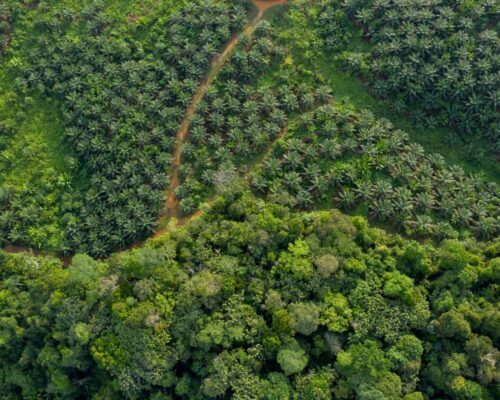 Palm oil plantation and forest in Indonesia