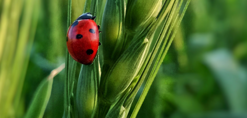 WWF – A Biodiversity Guide for Business-2