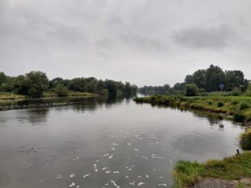 Fiskdöden i floden Oder i somras är en stor ekologisk katastrof. Foto: Dorota Serwecinska