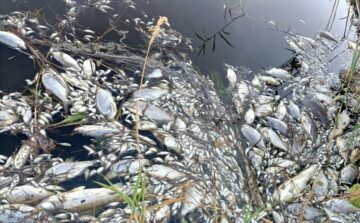 I slutet av juli kom de första larmrapporterna om att tonvis med död fisk upptäckts i den polsk-tyska floden Oder. Foto: Mieczyslaw Ferdzyn